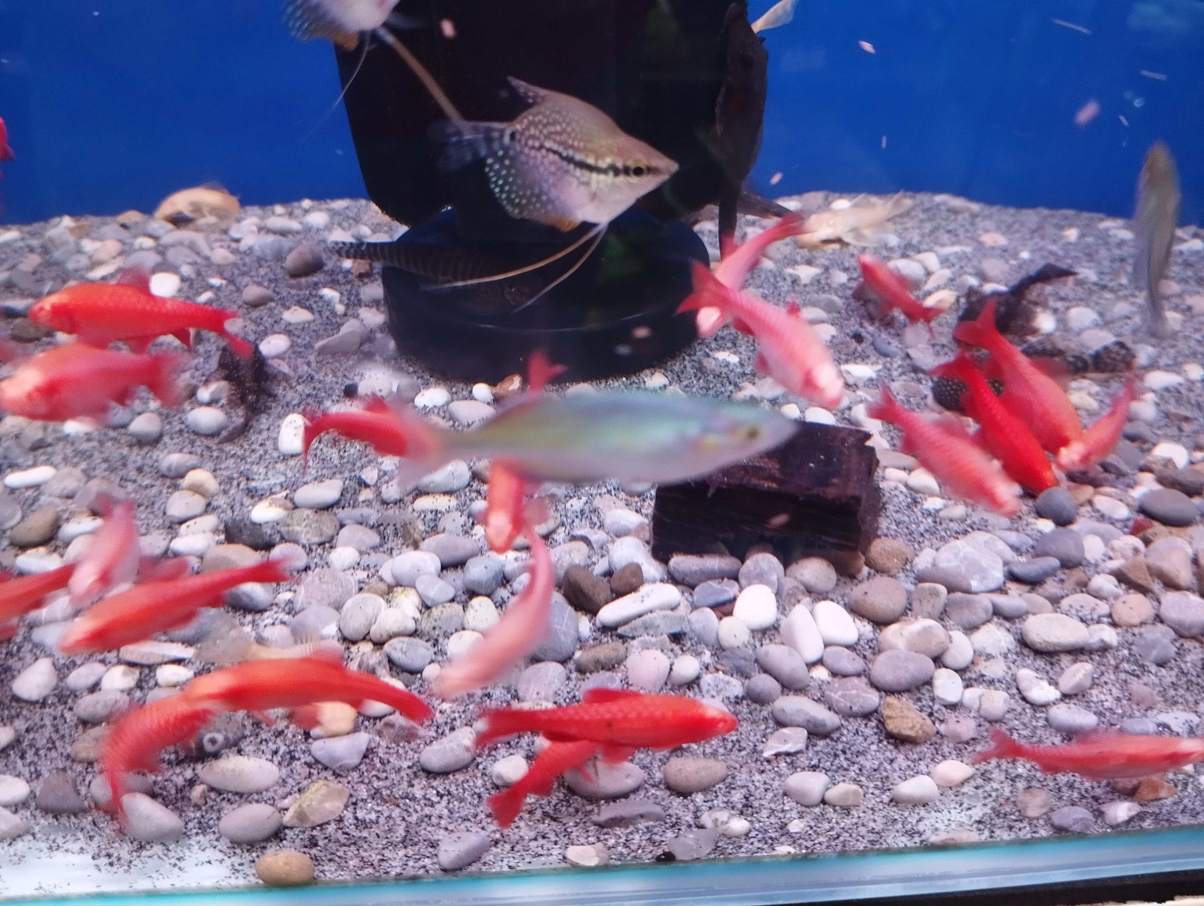 Albino Cherry Barb