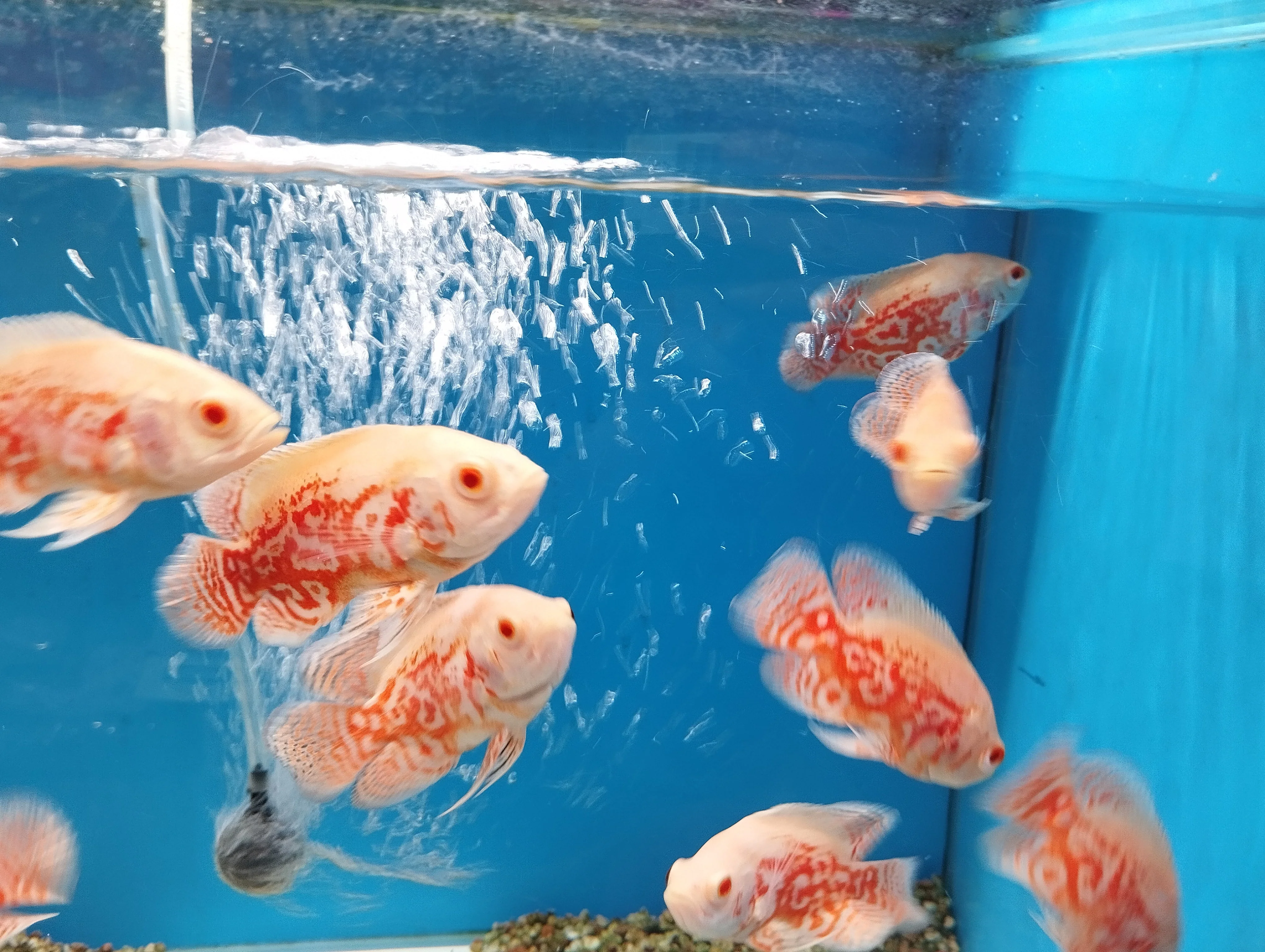 Albino Tiger Oscars
