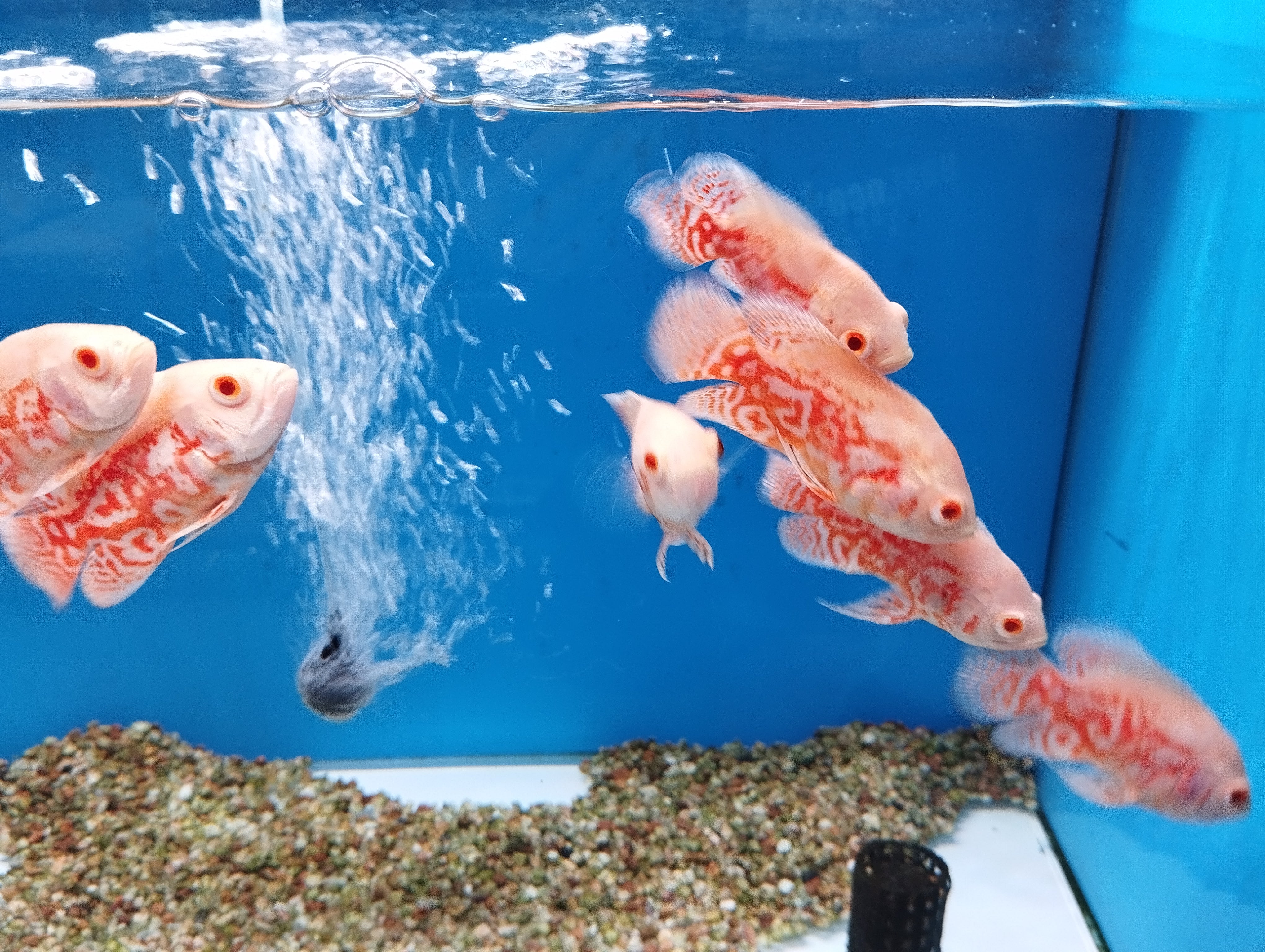Albino Tiger Oscars - Image 3