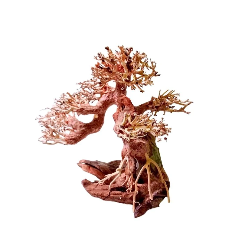ANS Bonsai Tree 17 (SSS / SS / MS / L/ XXL) - Image 5