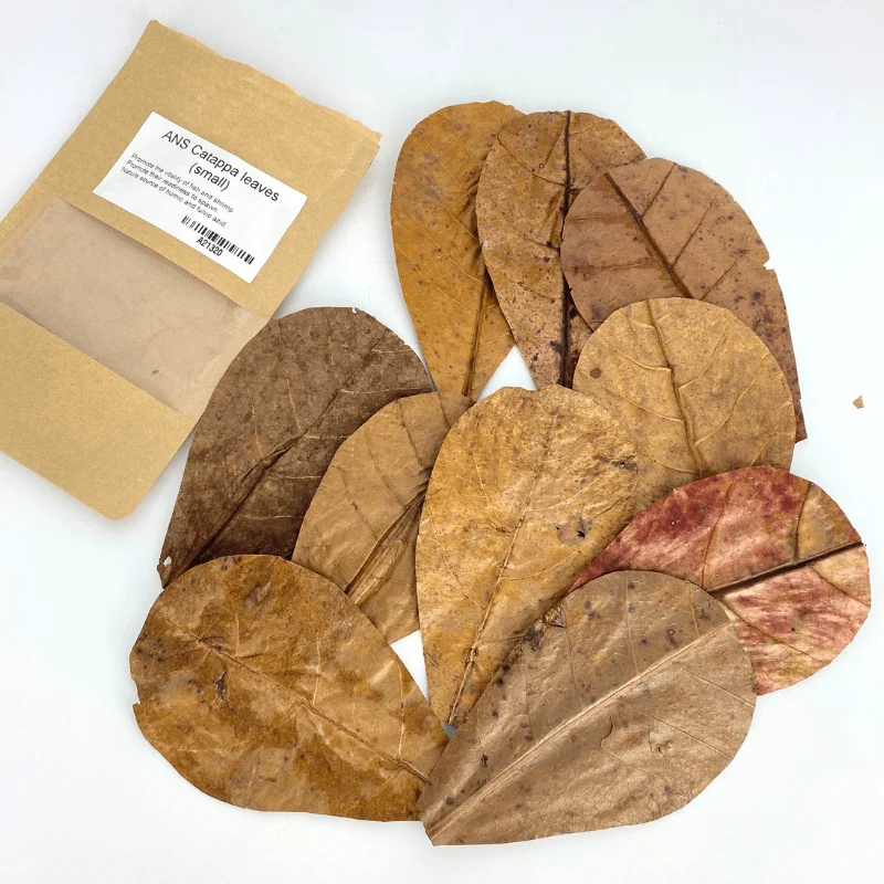 ANS Catappa Leaves | Indian Almond Leaves
