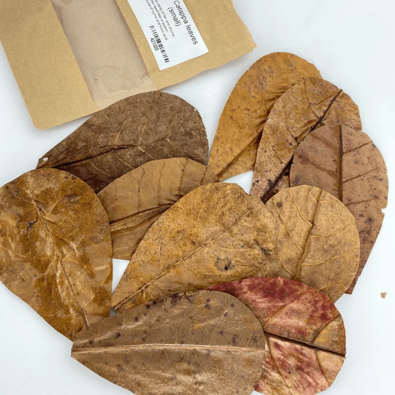 ANS Catappa Leaves | Indian Almond Leaves - Image 5