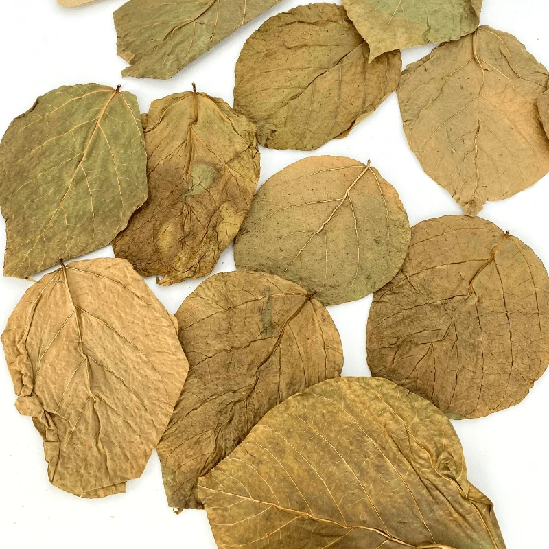 ANS Dadap Leaves - Image 3