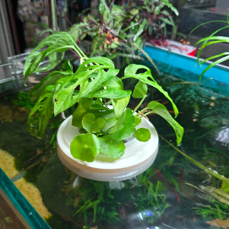 ANS Floating Planter (XS/S/M/L) - Image 2
