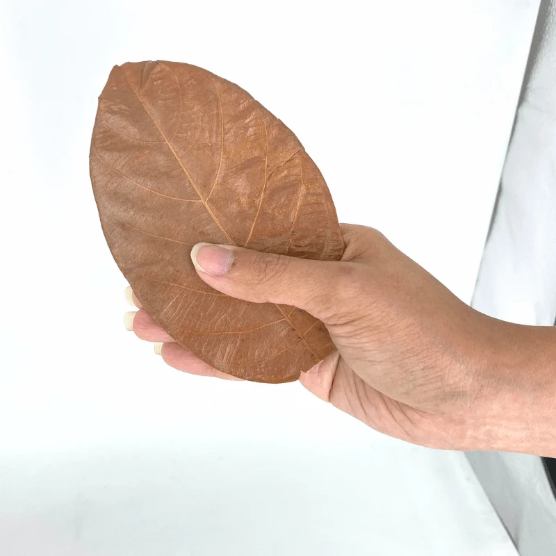 ANS Jackfruit Leaves - Image 3