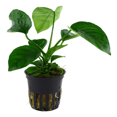Tropica Anubias Barteri Var. Caladiifolia in Pot