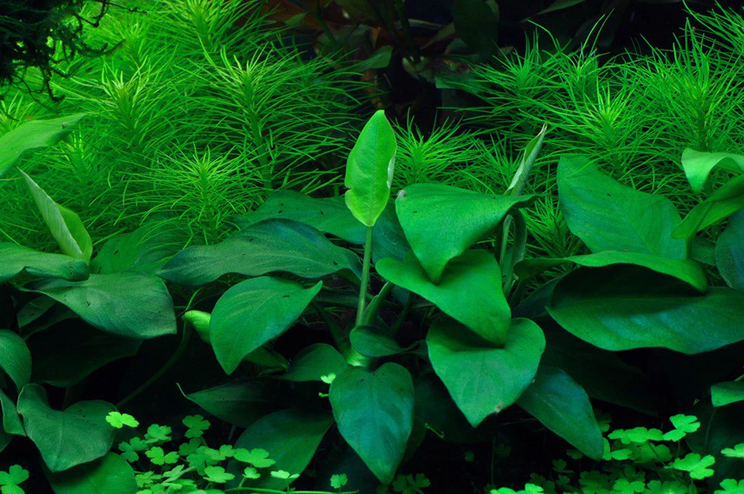 Tropica Anubias barteri nana 1-2-Grow! - Image 2