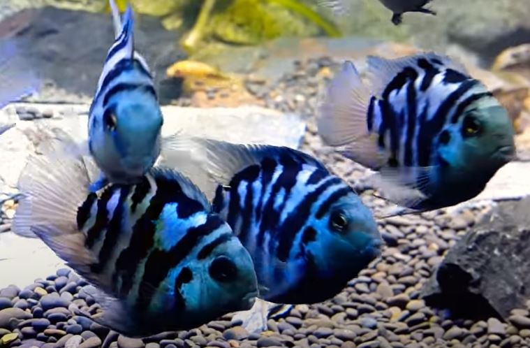 polar blue parrot cichlid (small size) - Image 2