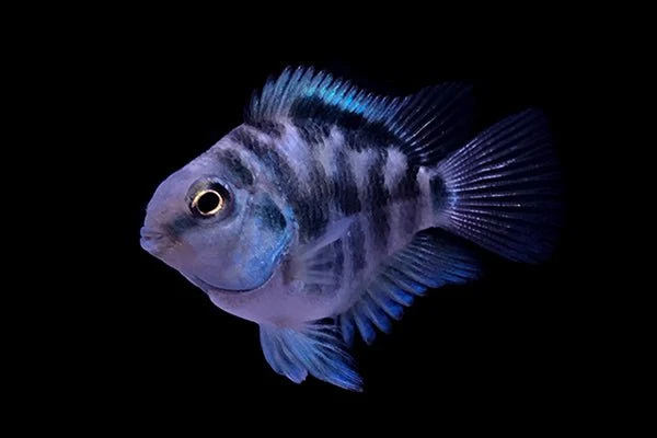 polar blue parrot cichlid (small size) - Image 3