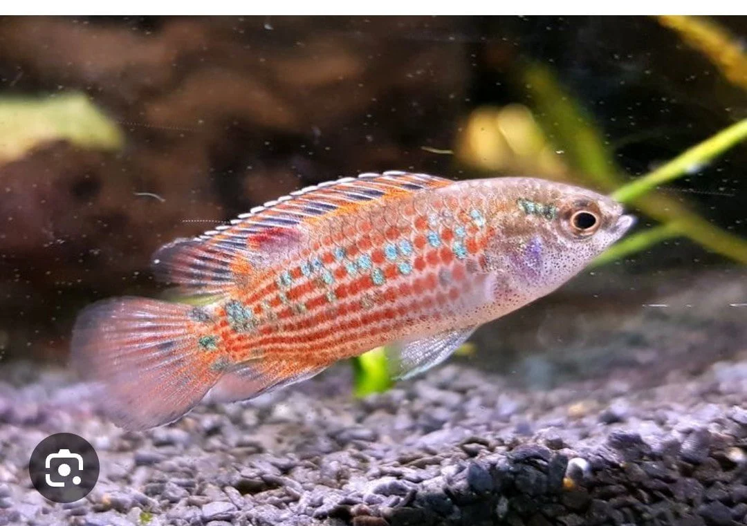 Badis Ruber