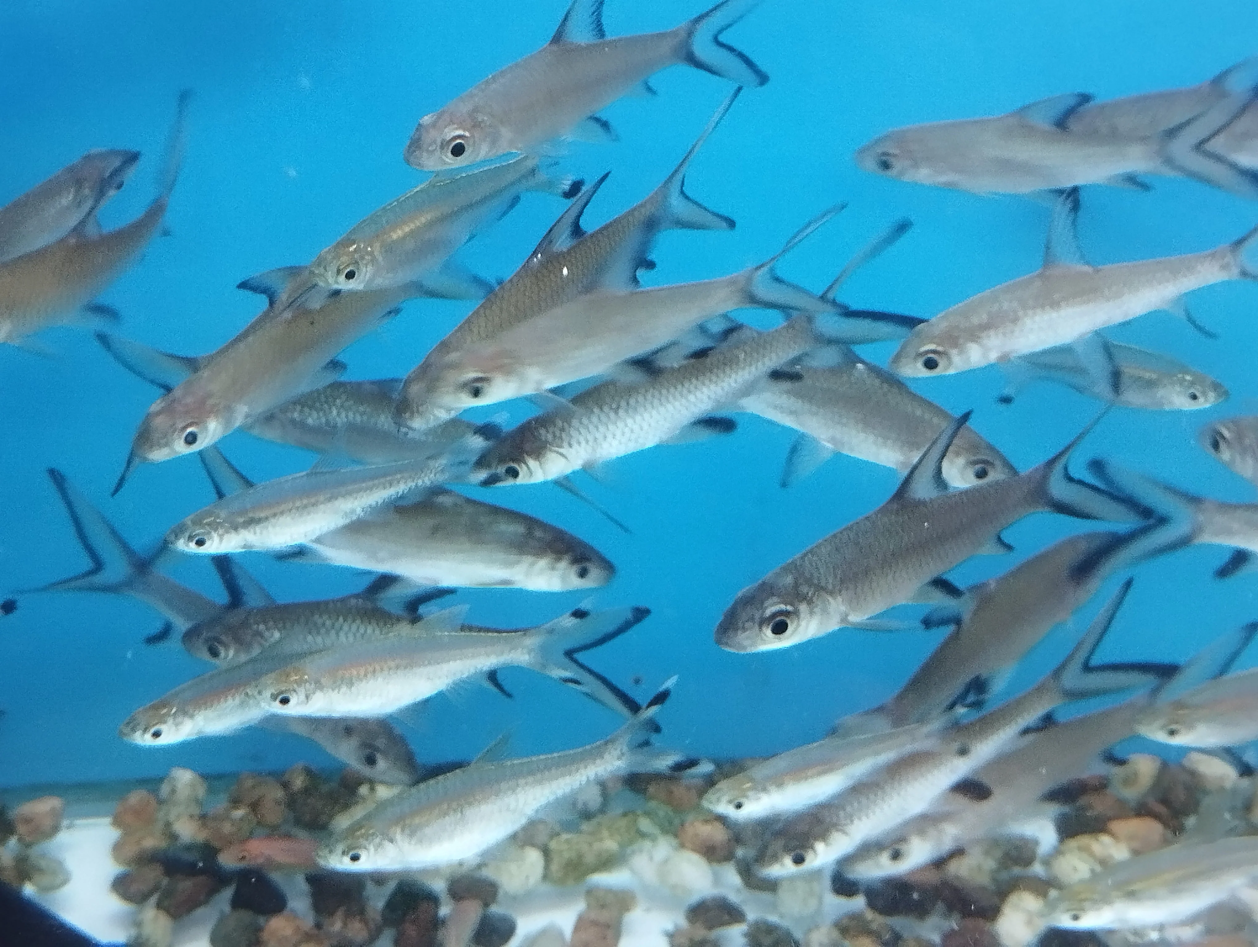 Silver shark - Image 2
