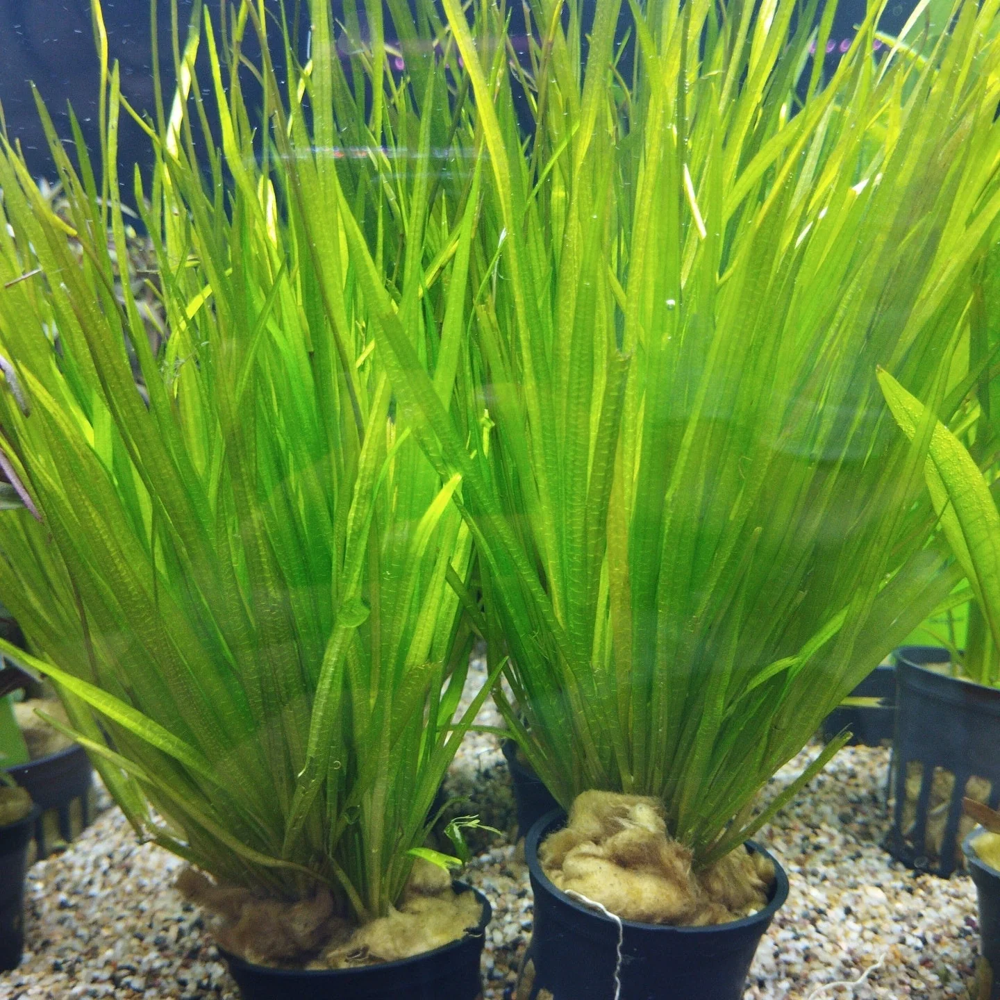 TCulture Blyxa Japonica (Pot/TC Cup) - Image 4