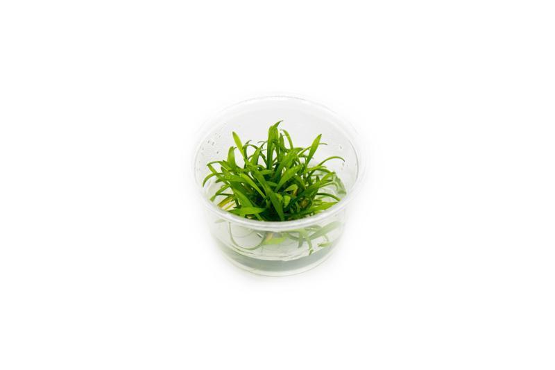 TCulture Cryptocoryne Parva (Pot/TC Cup) - Image 3