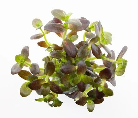 Dennerle Bacopa Salzmannii 'Purple'