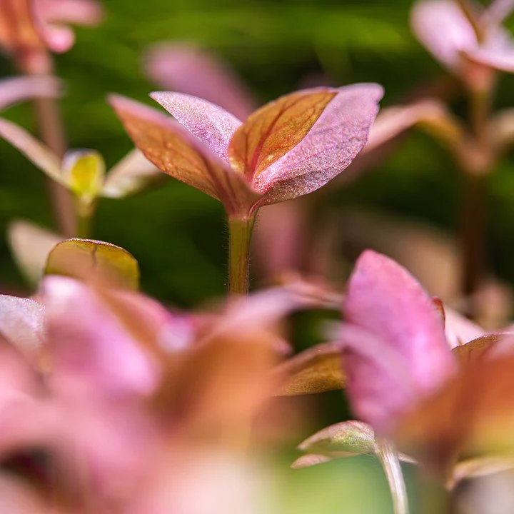 Tropica Bacopa Salzmannii 'Purple' - Image 2