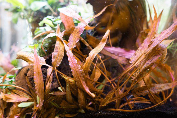 Dennerle Cryptocoryne affinis ' Dark Orange' (Pot - Image 2
