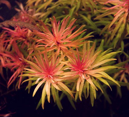 Dennerle Ludwigia inclinata var.verticillata - Image 2