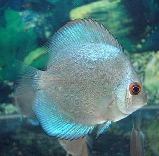 Blue Diamond Discus Fish