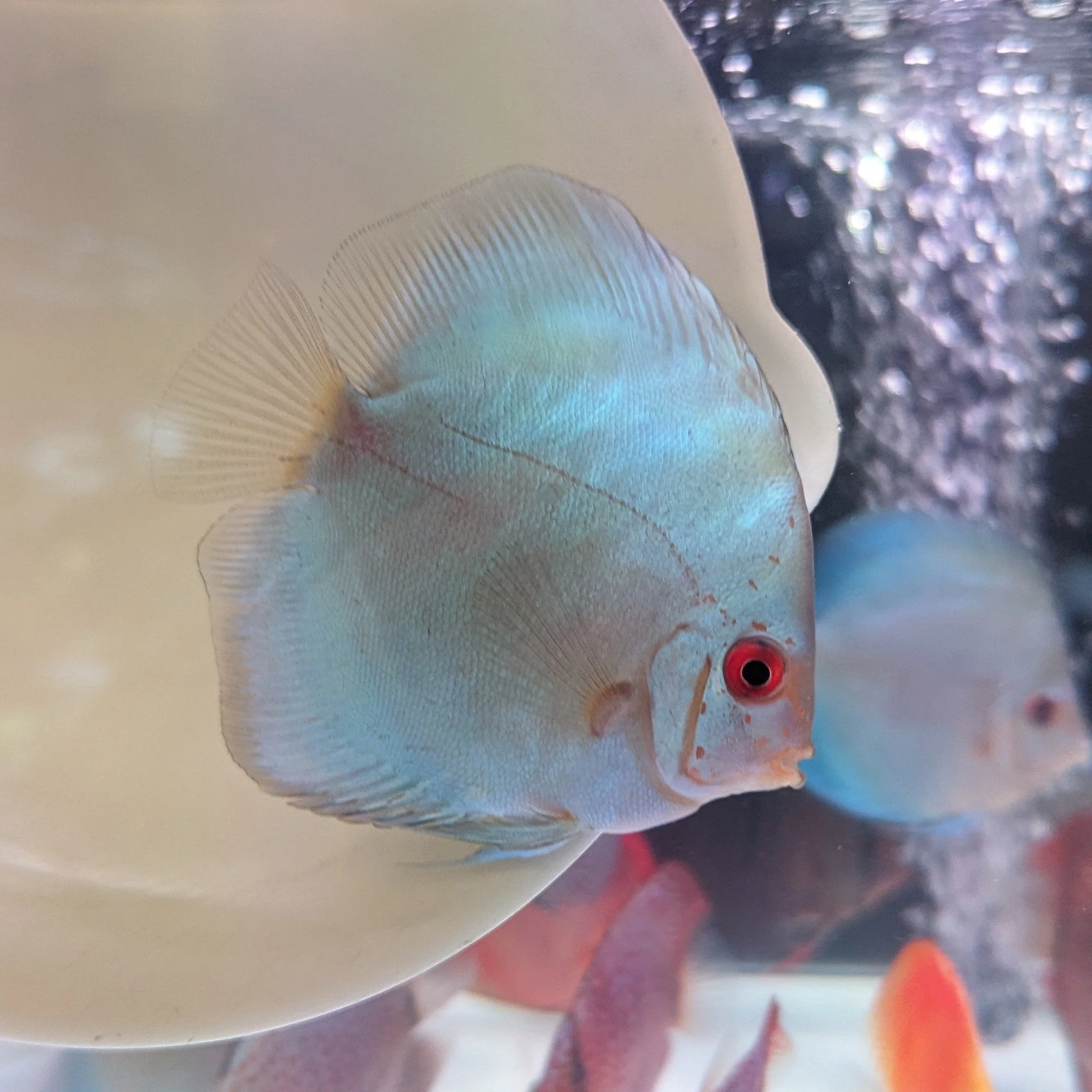 Blue Diamond Discus Fish - Image 2