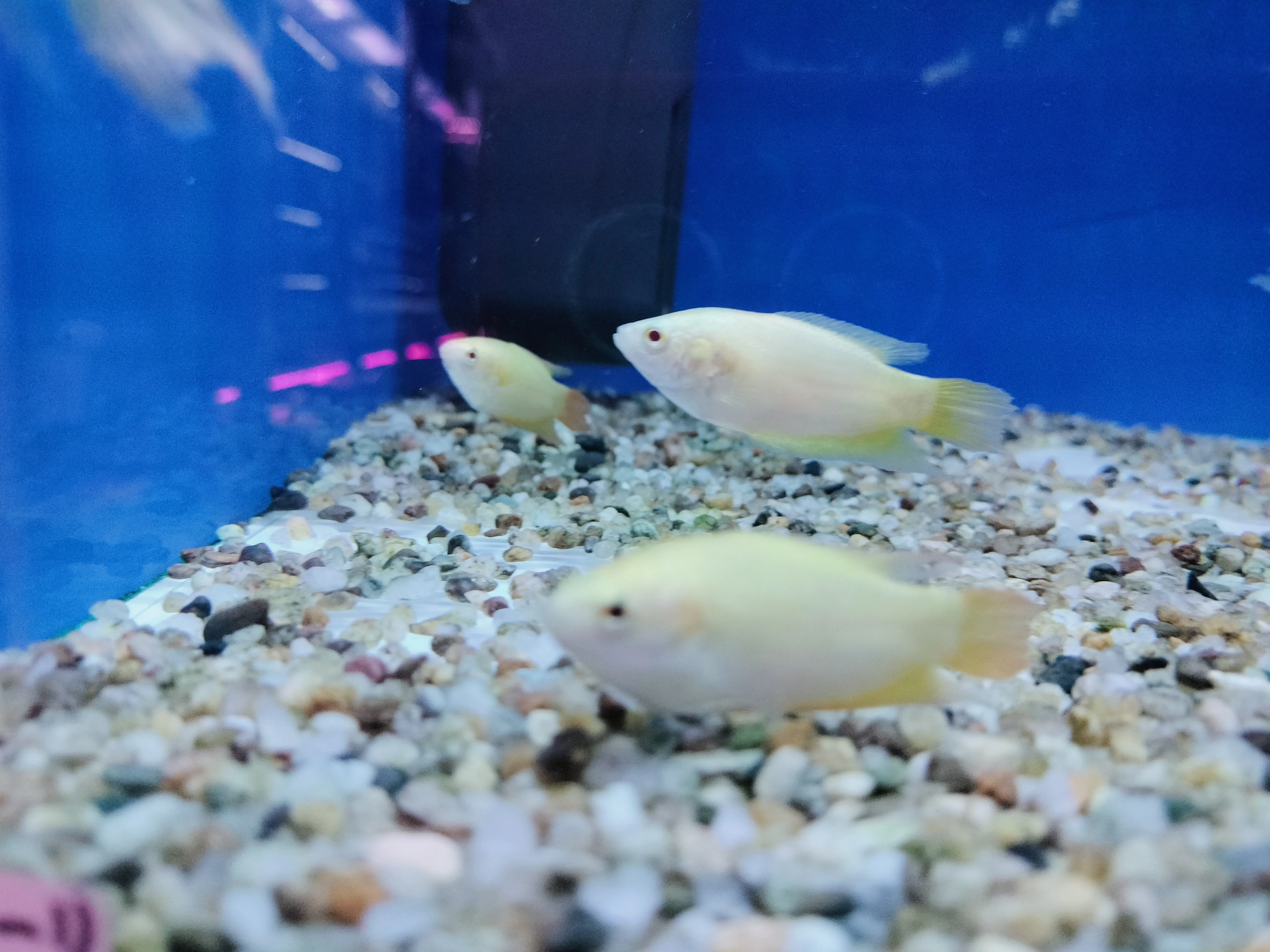 Golden paradise fish - Image 2