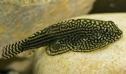 Hill Stream Loach