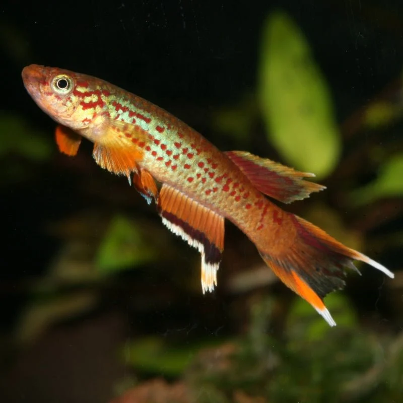 JBL ProNovo Killifish Grano S (Colour Enhancing Diet) - Image 6