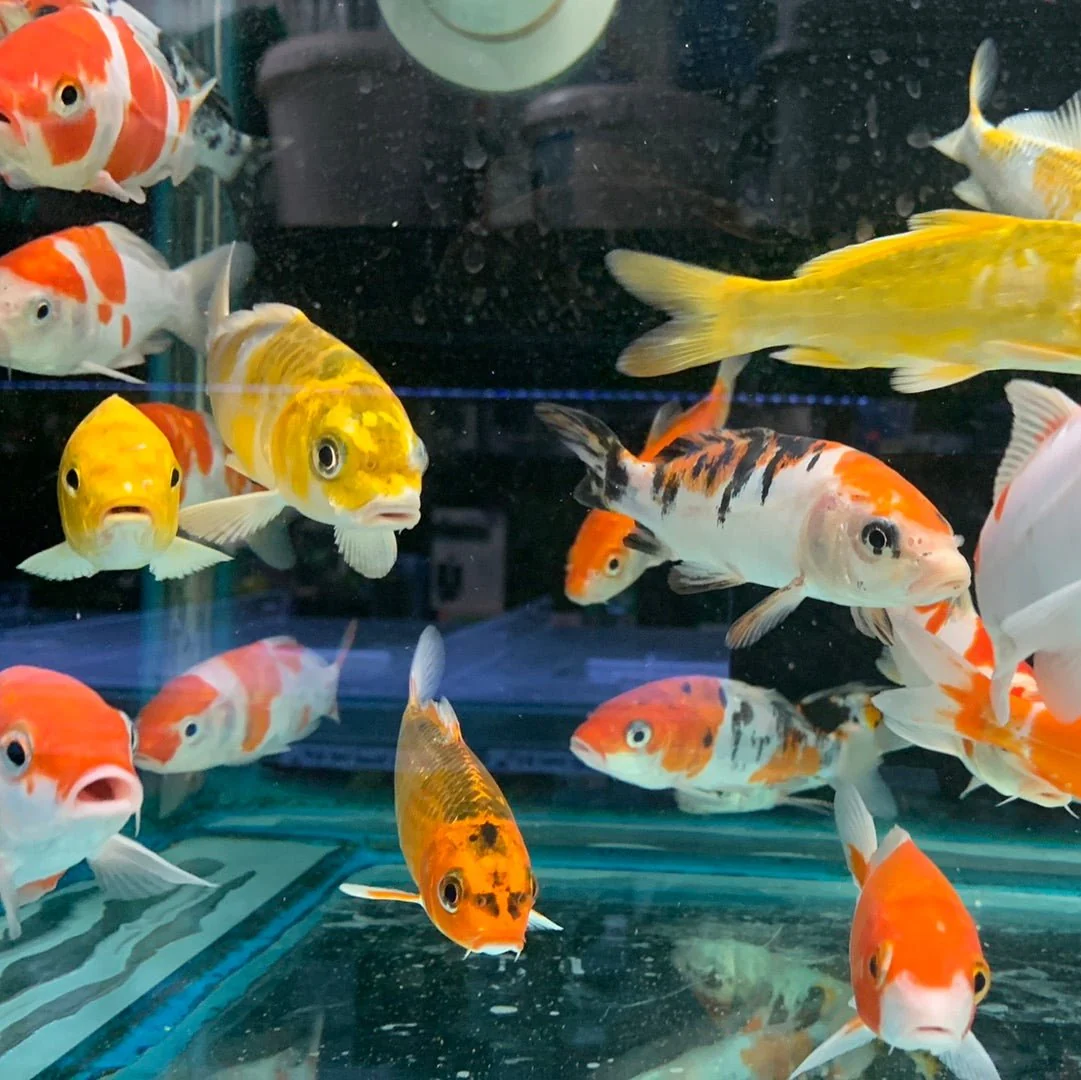 Koi