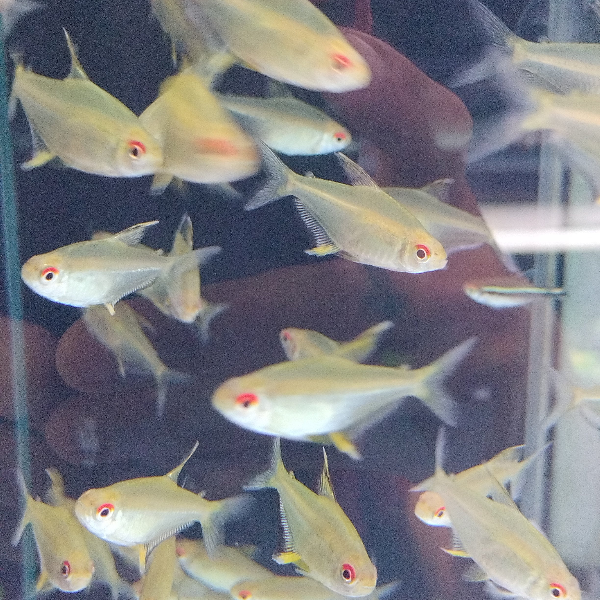 Lemon tetra - Image 3