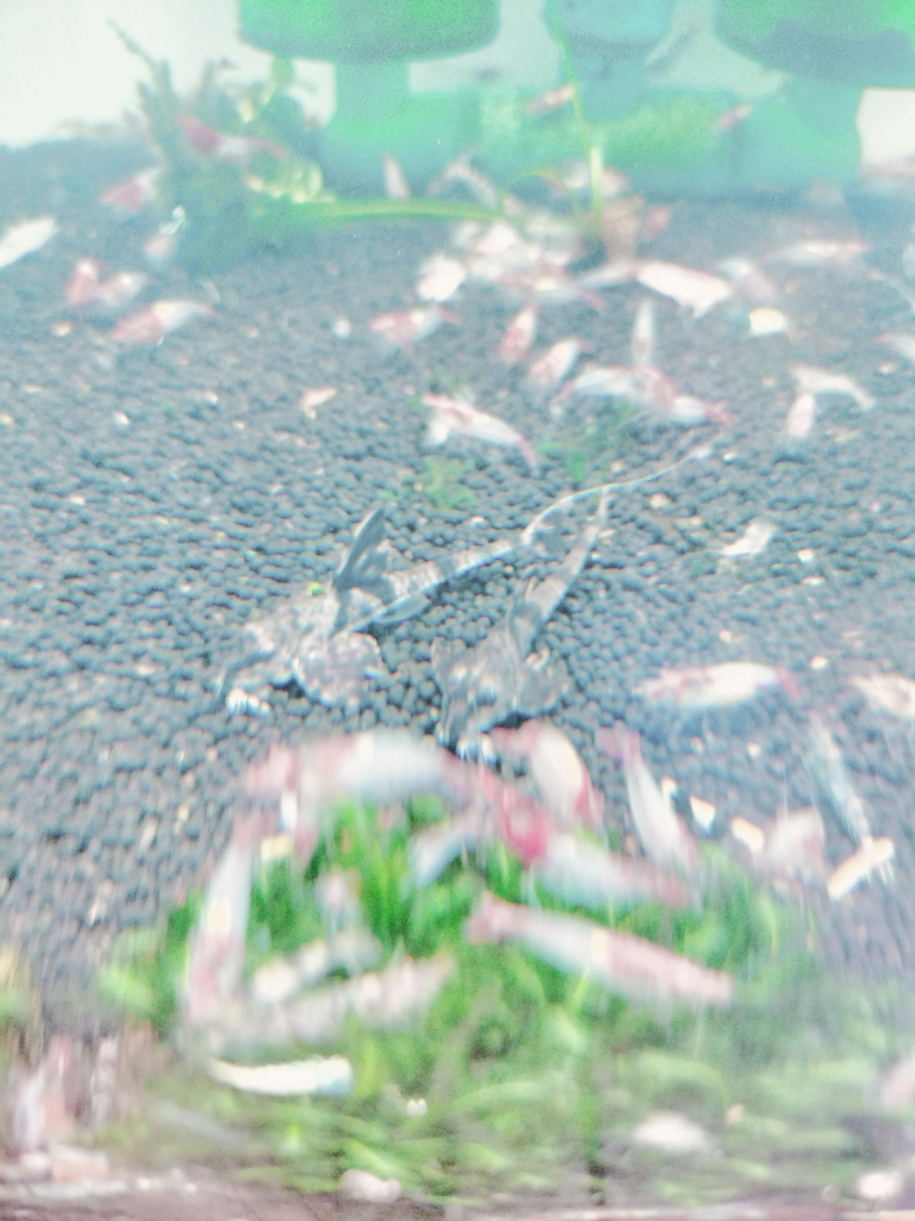 Marble Whiptail Catfish - Image 2