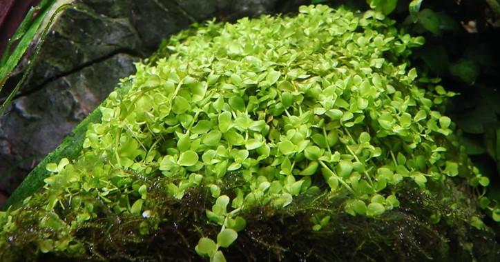 Tropica Micranthemum Tweediei 'Monte Carlo' - Image 2