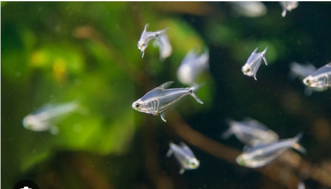 Mountain Crystal Tetra - Image 2