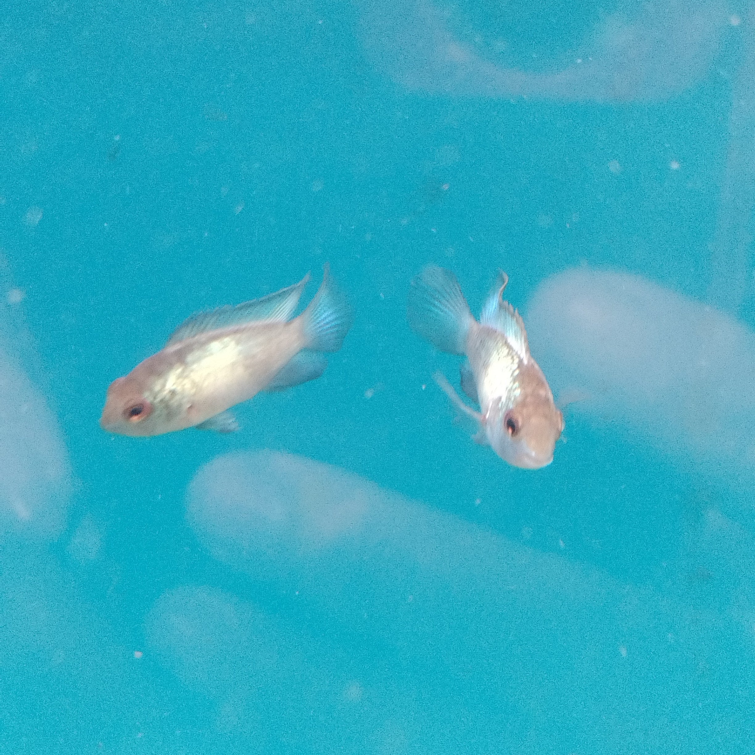 Neon Cichlid - Image 2