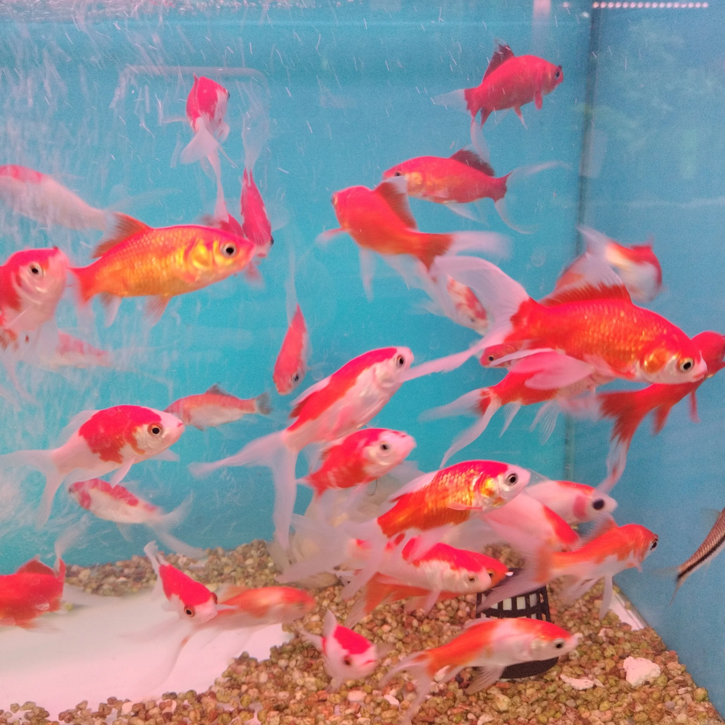 Orange Shubunkin Goldfish (3 inches) - Image 3