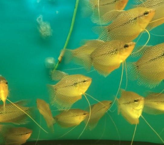 Pearl Gourami - Image 3