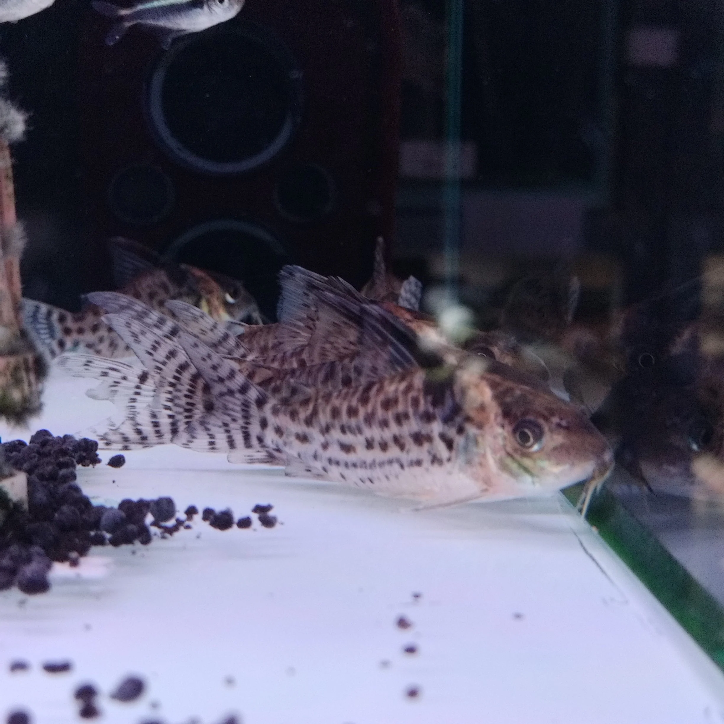 Punctatus Cory - Image 2