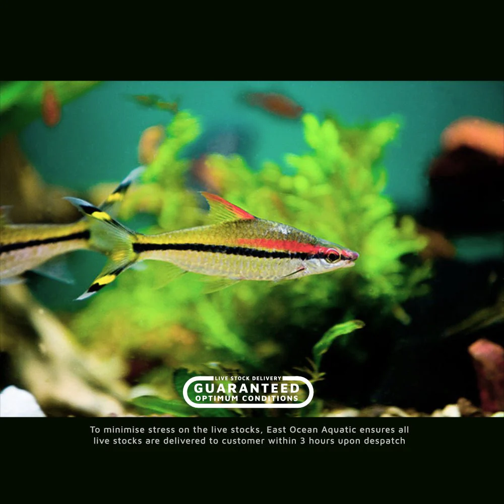Red Line Torpedo 3-4"