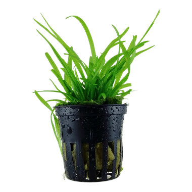 Tropica Sagittaria Subulata in Pot