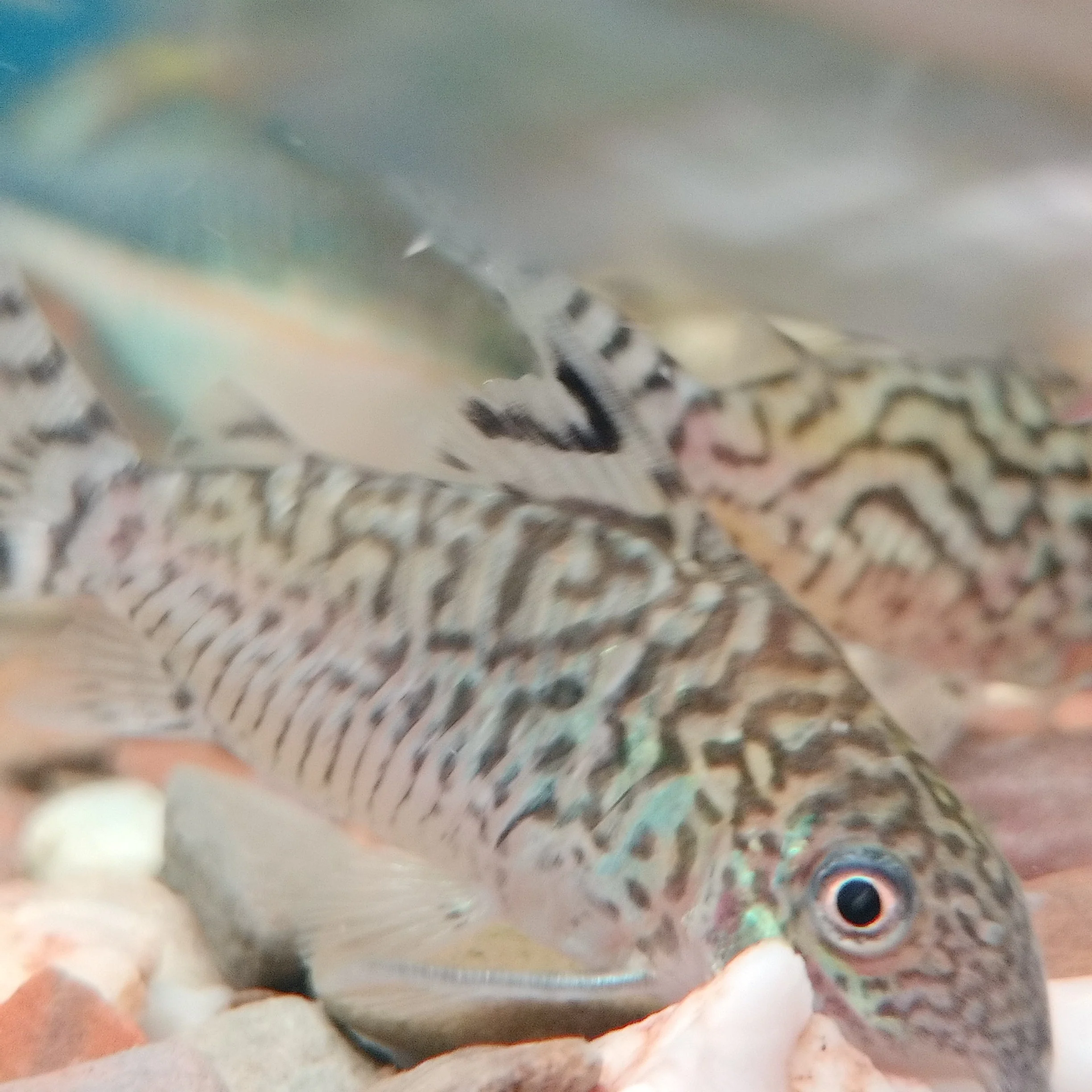 Sodalis Cory - Image 2