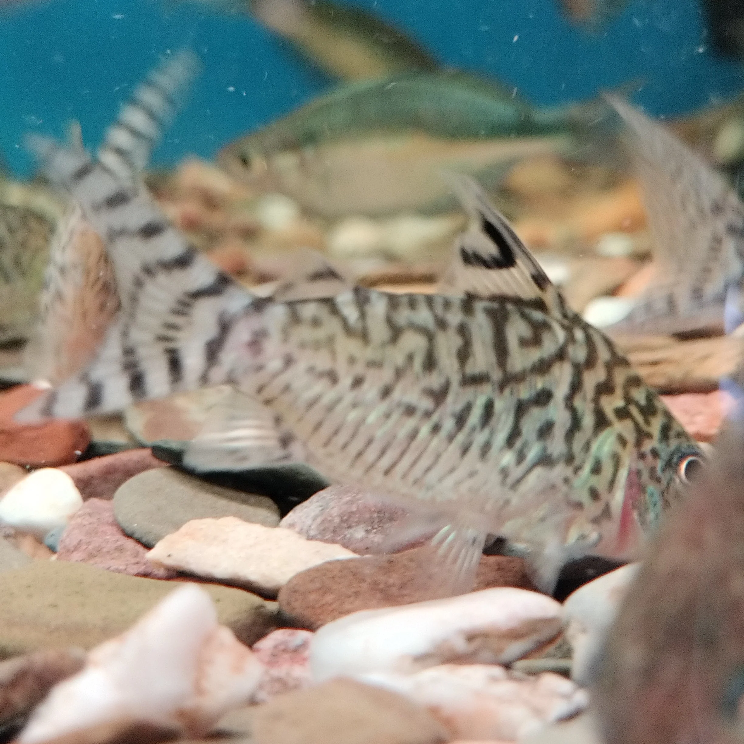 Sodalis Cory - Image 3