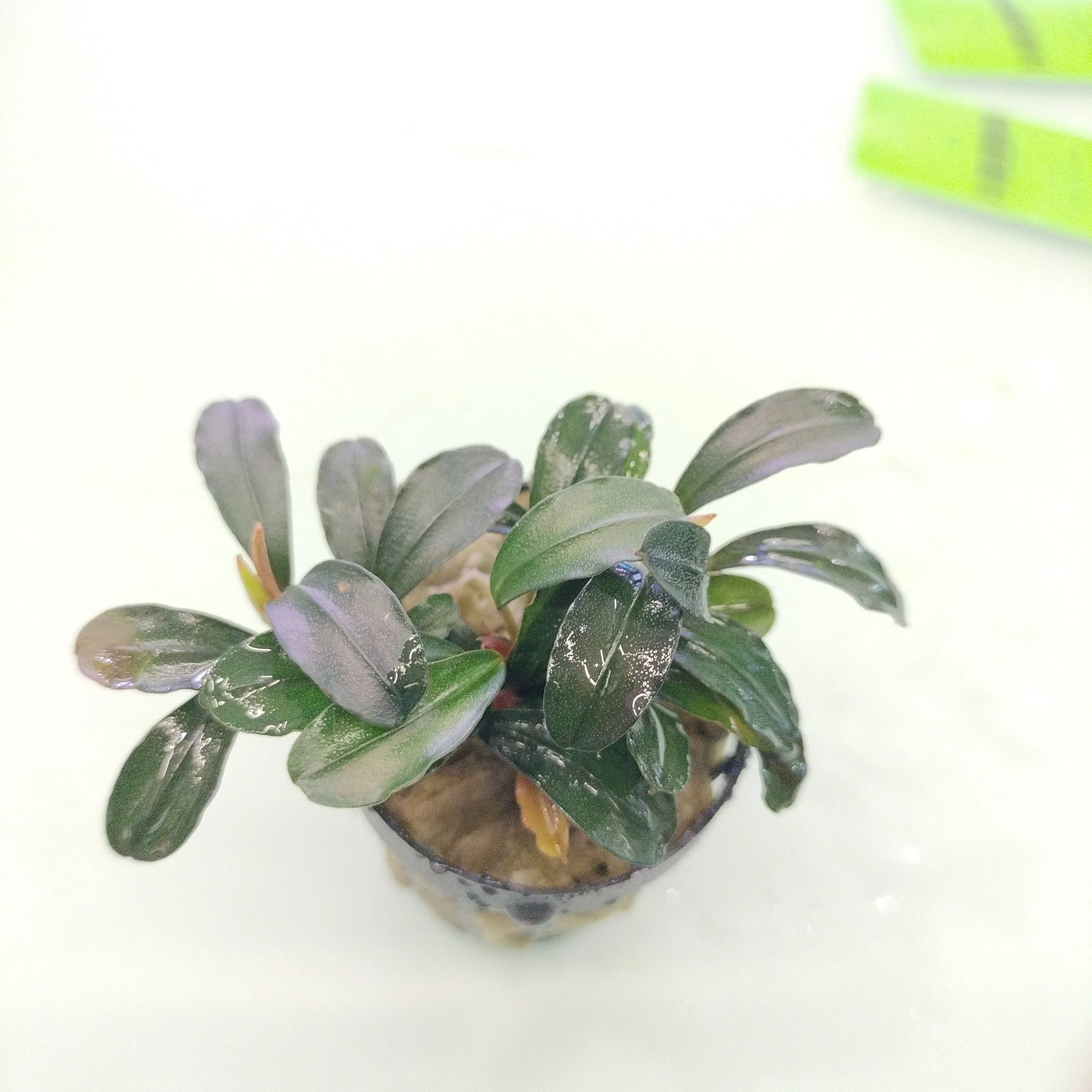 TCulture Bucephalandra Brownie Brown (Pot) - Image 2