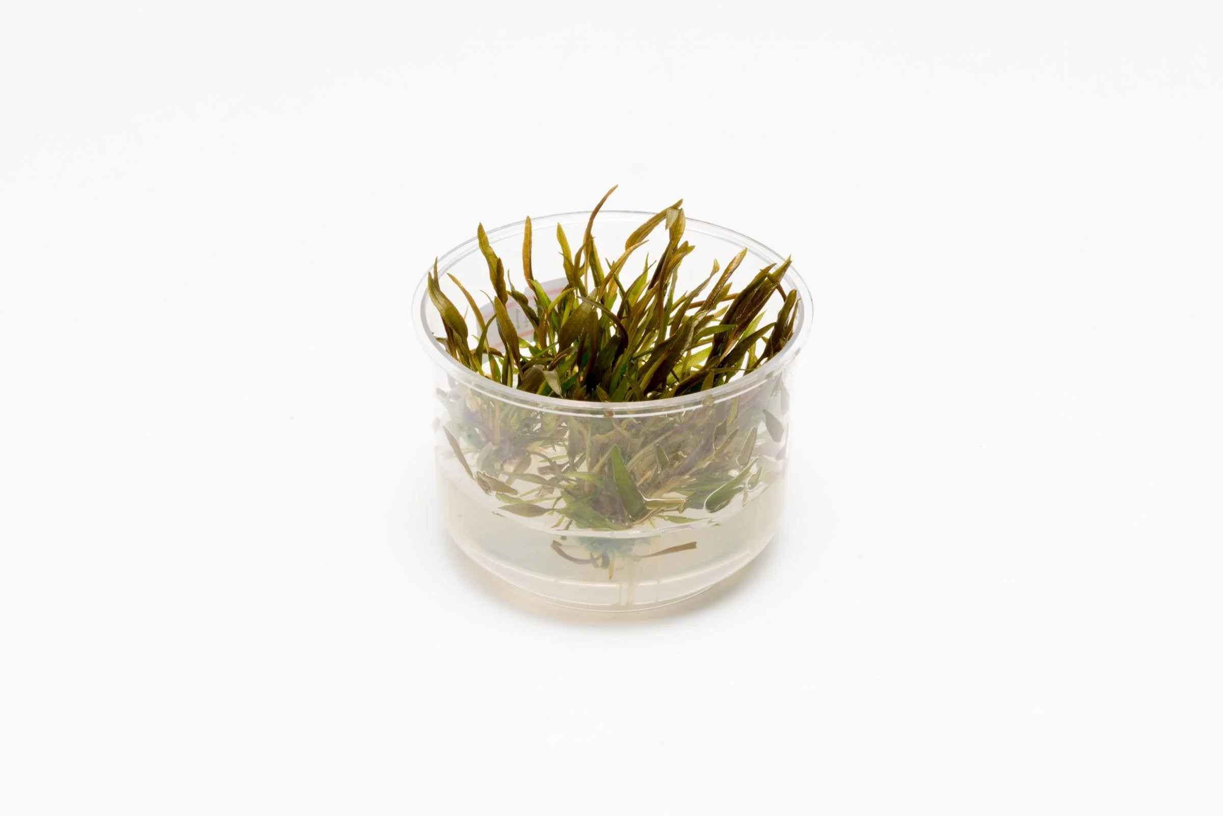 TCulture Cryptocoryne Axelrodi (TC cup)
