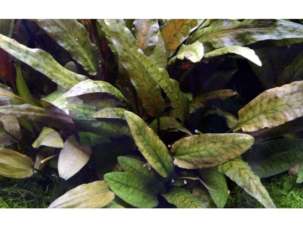 Cryptocoryne Wendtii 'Tropica' - Image 2