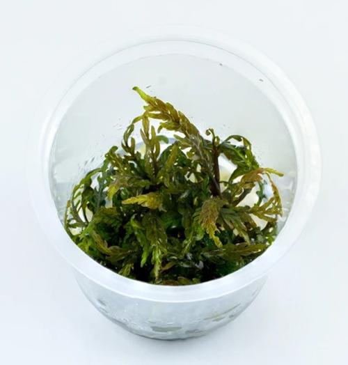 TCulture Hygrophila Pinnatifida (Pot/TC Cup) - Image 2