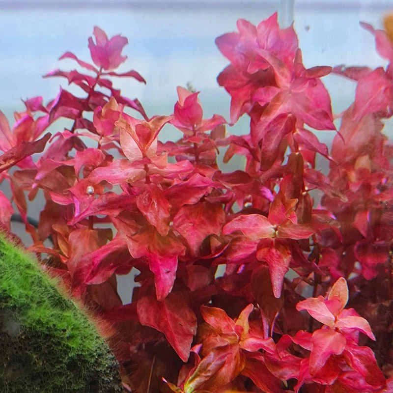 TCulture Rotala Macrandra (Pot/TC Cup) - Image 4