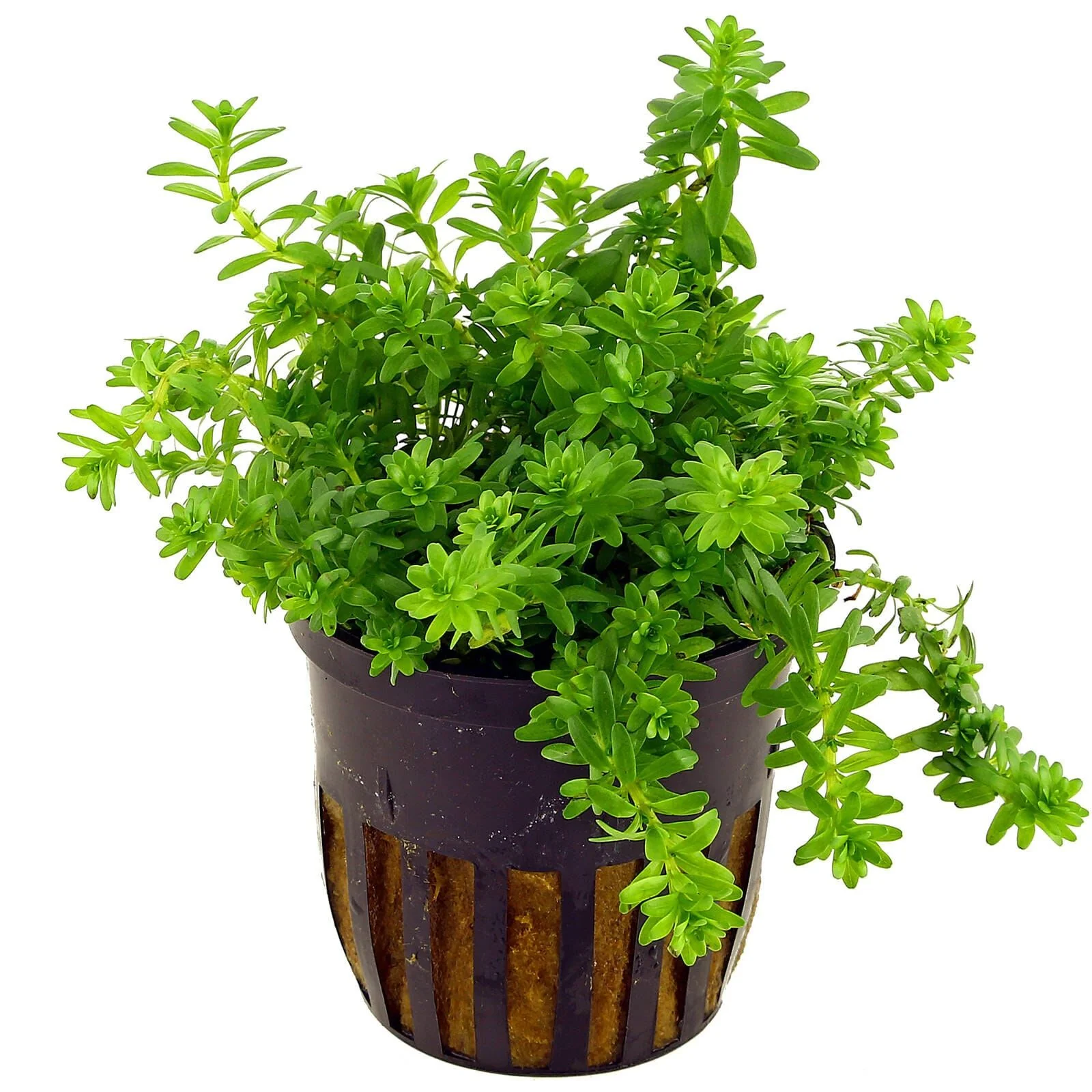 TCulture Rotala Sp. Nanjenshan (Pot) - Image 3