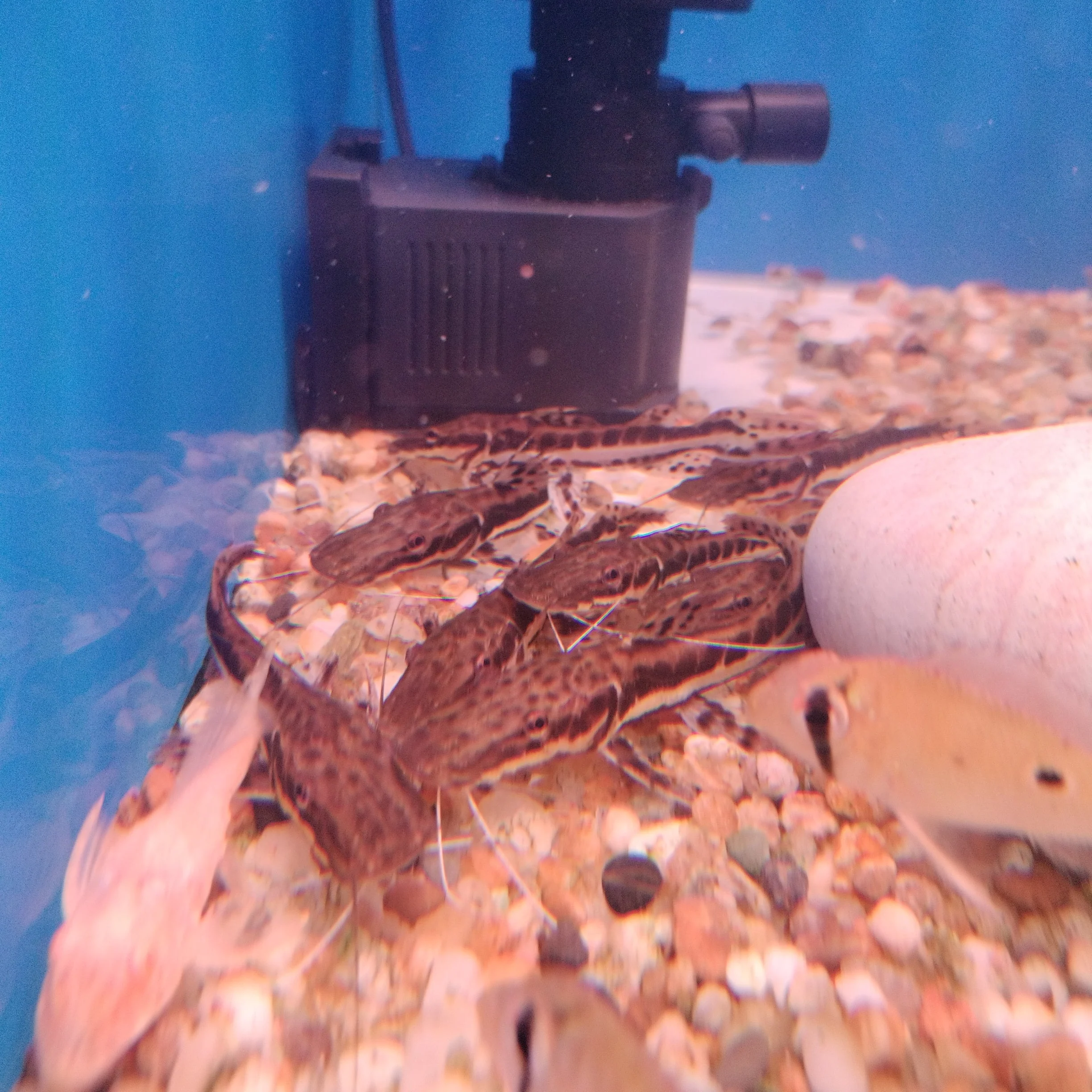 Tiger Catfish