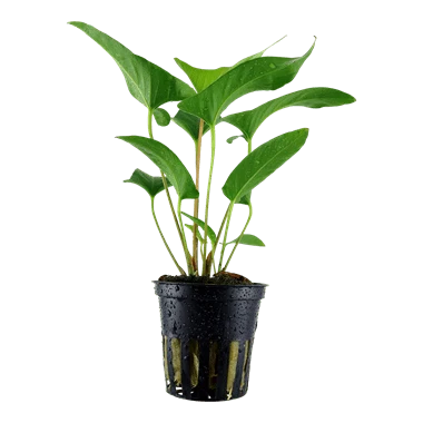 Tropica Anubias gracilis in Pot