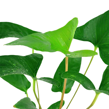 Tropica Anubias gracilis in Pot - Image 2