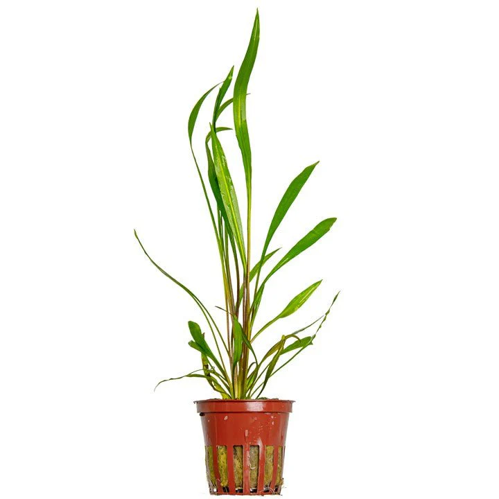 Tropica Cryptocoryne Spiralis 'Red'