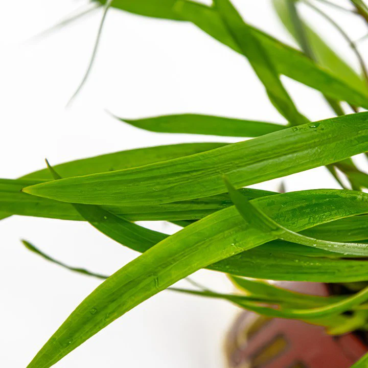 Tropica Cryptocoryne Spiralis 'Red' - Image 2